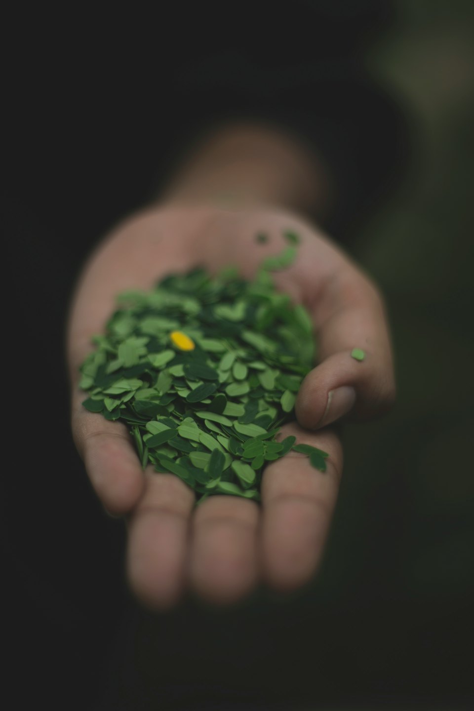 Hand holding green leaves with one yellow leaf.